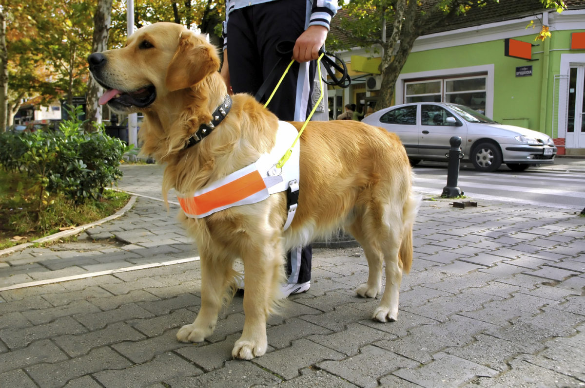 Companion Animals and Service Animals What a Landlord Should Know Ashley Peterson Law
